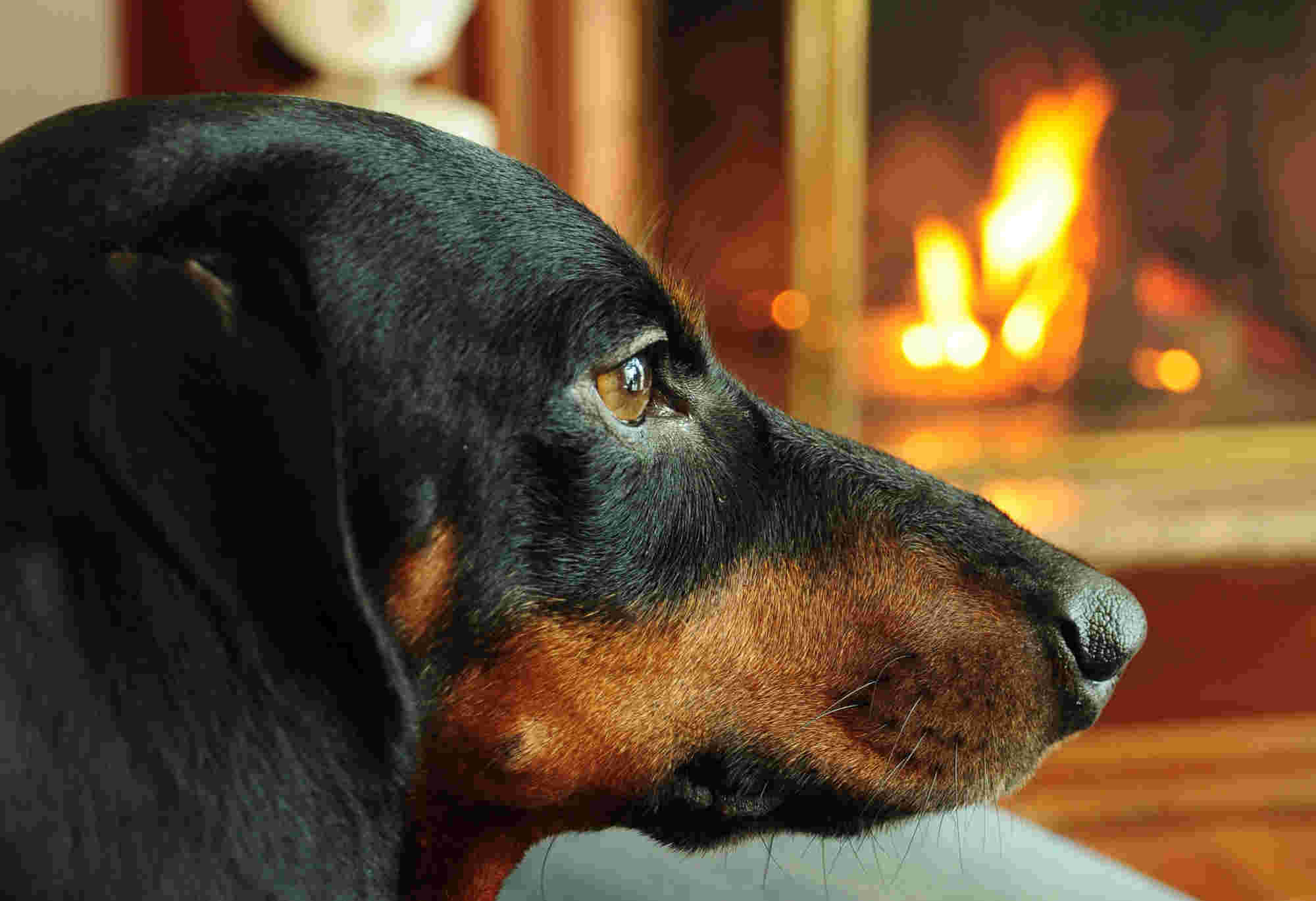 Dachshund with fireplace in background